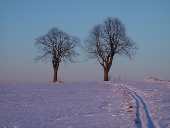 Die zwei Linden, 2009