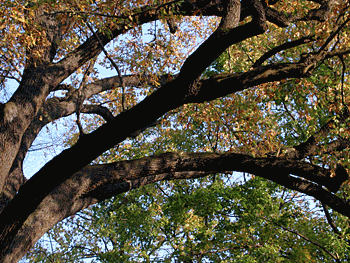 Eiche im Großen Garten, 2008