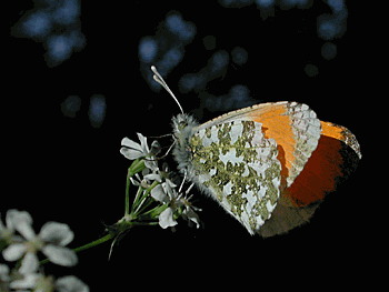 Schmetterling, 2008